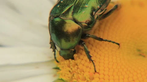 Bug eat flower Stock Footage 49079276