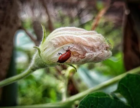 Bug eat flower Stock Photos