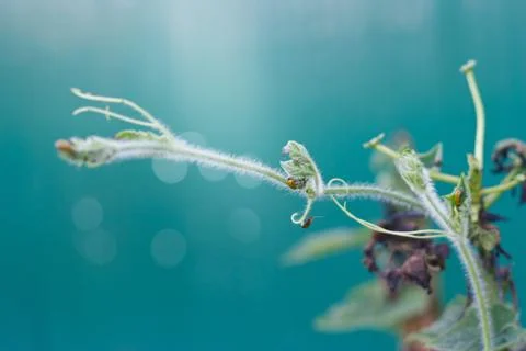 Bug eat a plant leaf, soft and blur Fotos Stock