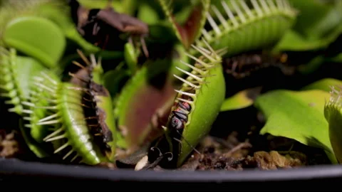 Bug eaten by Venus fly trap. Insect struggling to survive.  Stock Footage 220532849