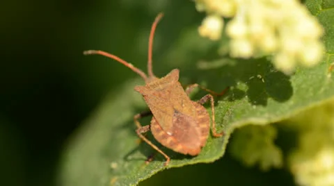 Bug eating on the flower Vídeos de archivo 23711802