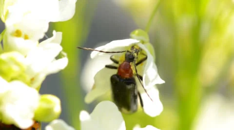 Bug eating on the flower Stockbeeldmateriaal 23711987