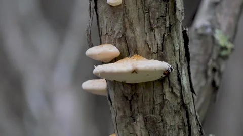 Bug eating a tree mushroom Stock Footage 338177003