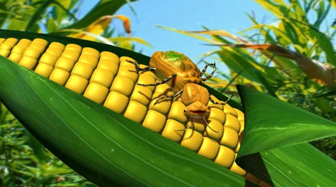 Bug eats GMO corn and gut explodes Video stock 23416587