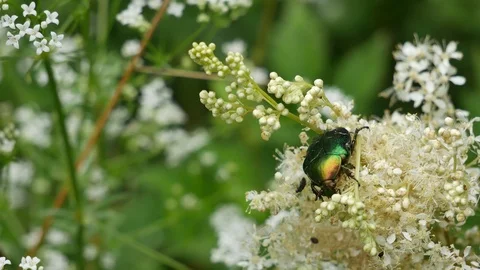 The bug eats nectar 스톡 동영상 117336054