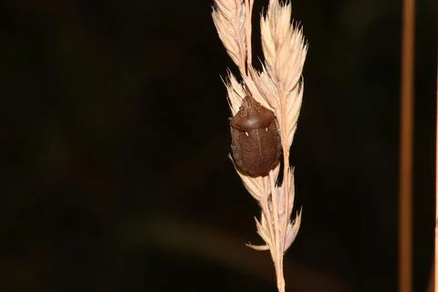 Bug on a edge of grass Stock Photos