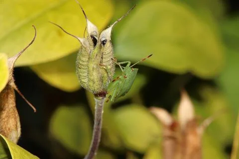 Bug on a edge of grass Stock Photos