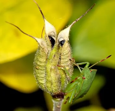 Bug on a edge of grass Stock Photos