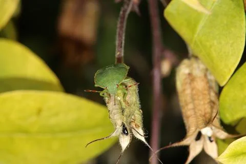 Bug on a edge of grass Stock Photos