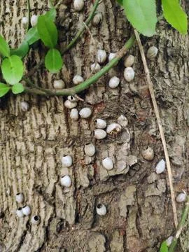Bug eggs on the tree trunk Stock Photos