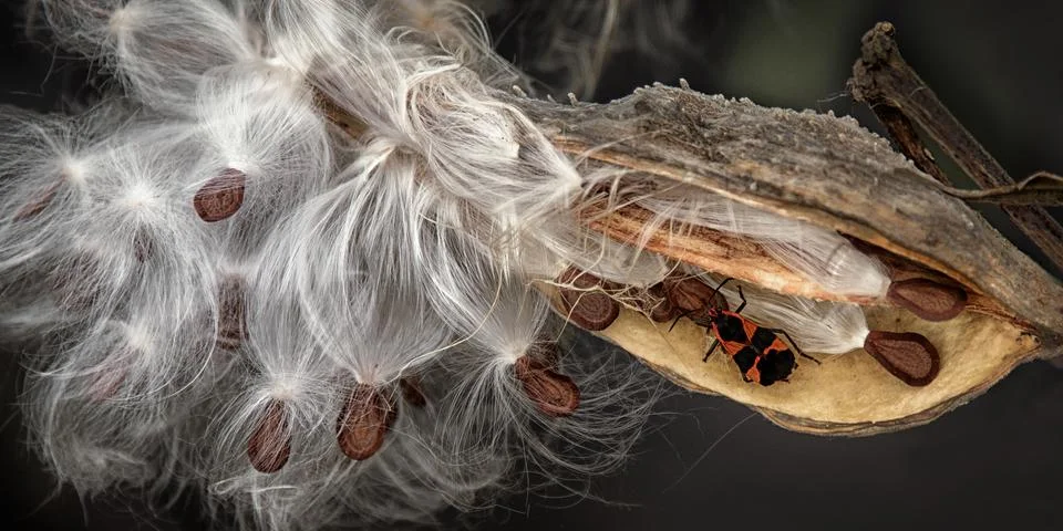 Bug explores bursting seed pod with emerging white filament seeds. Stock Photos