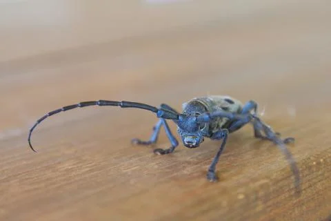 Bug eyes Stock Photos