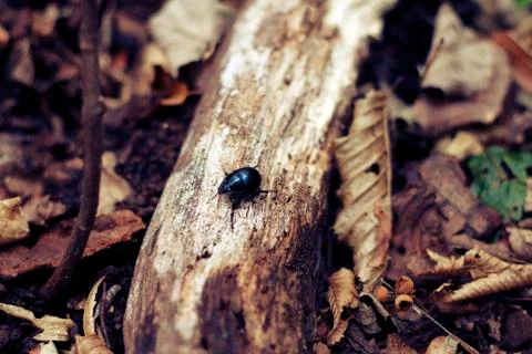 A bug on a fallen tree trunk Stock Photos