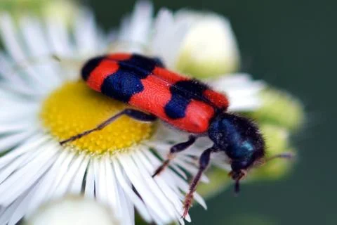 Bug feeding on flower Stock Photos