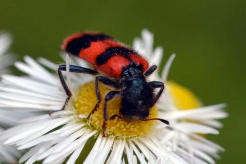 Bug feeding on flower Stock Photos