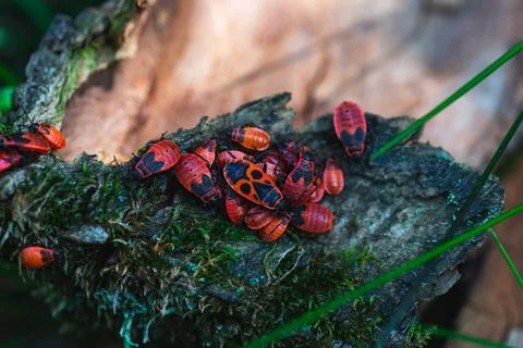 Bug firefighters gathered in a bunch Stock Photos