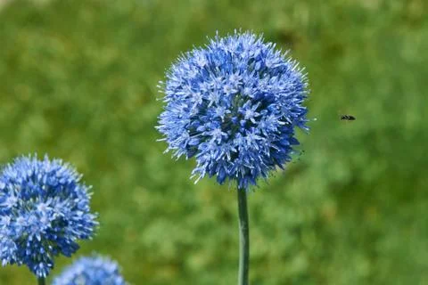 The bug flies to a blue flower Stock-Fotos