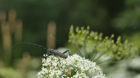 The bug flies up from a flower. Vídeo Stock 117335979