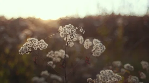 Bug Flies Over Cotton at Sunset Stock Footage 81529971