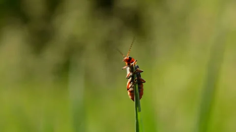 Bug flight on the blade of grass Stock Footage 23711332