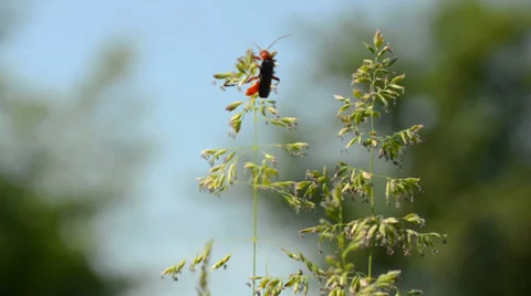 Bug flight on the blade of grass Video stock 23711478