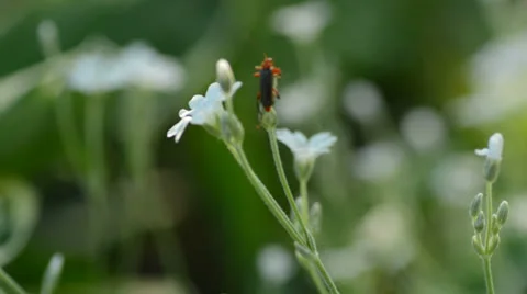 Bug flight on the blue flower Vídeos de archivo 23711521