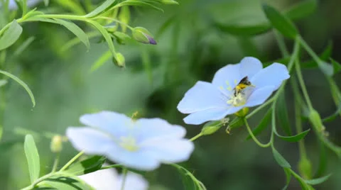 Bug flight on the blue flower Video stock 23711938