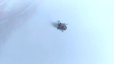 A Bug on the Floor Stock Footage 303410323