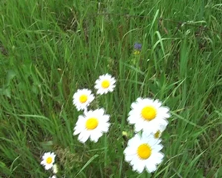 Bug on flower Stock Footage 295530