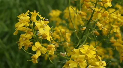 Bug on a flower Video stock 5745047