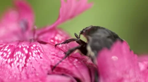 Bug on the flower Stock Footage 21948333