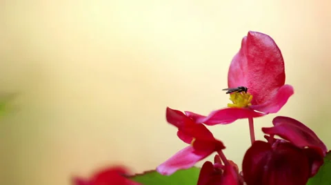 Bug on the flower Video stock 32287764