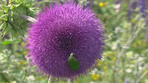 Bug on a flower Stock Footage 32628972