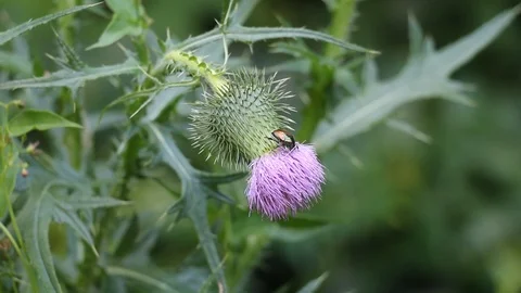 Bug on a flower Stock Footage 90725891