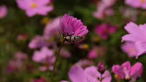 Bug on a flower Stock Footage 105457386
