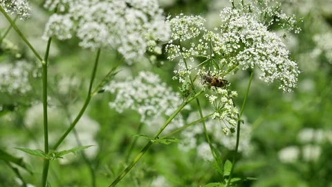Bug on a flower. 스톡 동영상 116660614