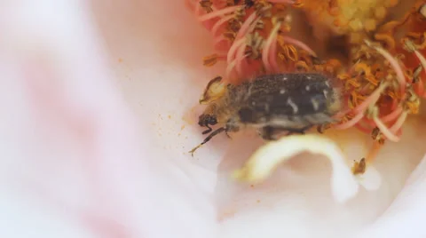 Bug in Flower. Macro Video. Stock Footage 39616530