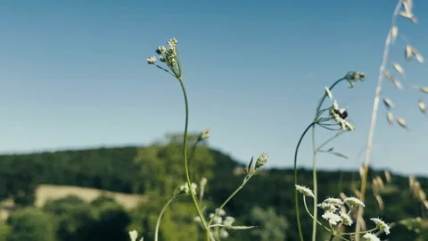 Bug on a Flower in Nature Stock Footage 268556133
