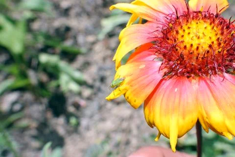 Bug on flower 스톡 사진