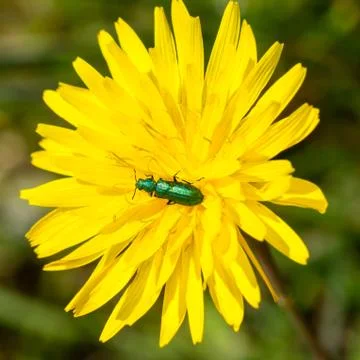 Bug in a flower Stock Photos