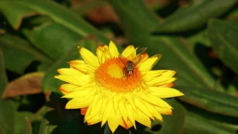 Bug &amp; Flower Stock Photos