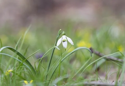 The bug on the flower Stock Photos