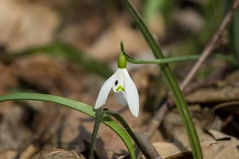 Bug on the flower Stock Photos