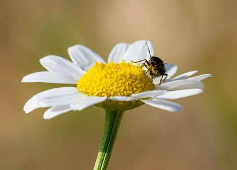 Bug on flower Stock Photos