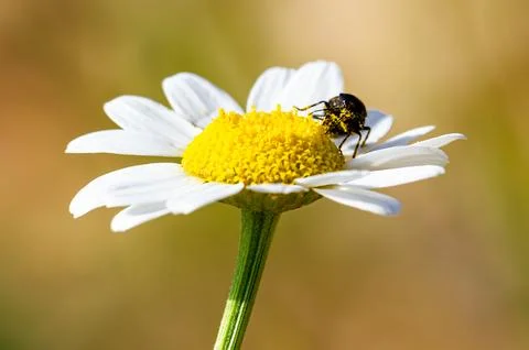 Bug on flower Stock Photos