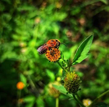 Bug on the flower Stock Photos