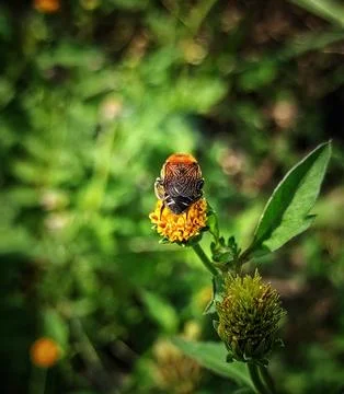 Bug flower Stock Photos