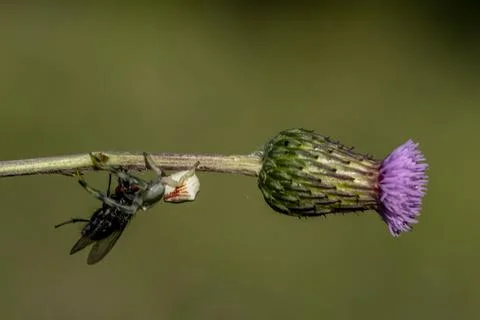 A bug is on a flower Stock-Fotos