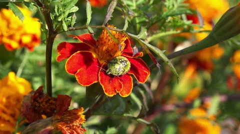 Bug on a flower zoom in 4K Vídeo Stock 42754483
