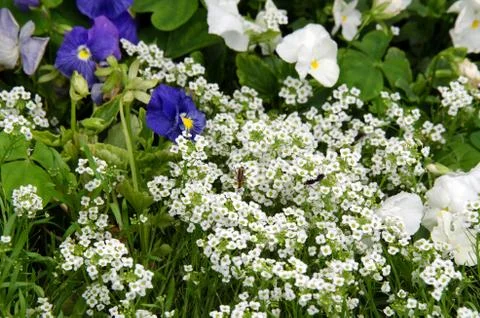 Bug in flowers Stock Photos